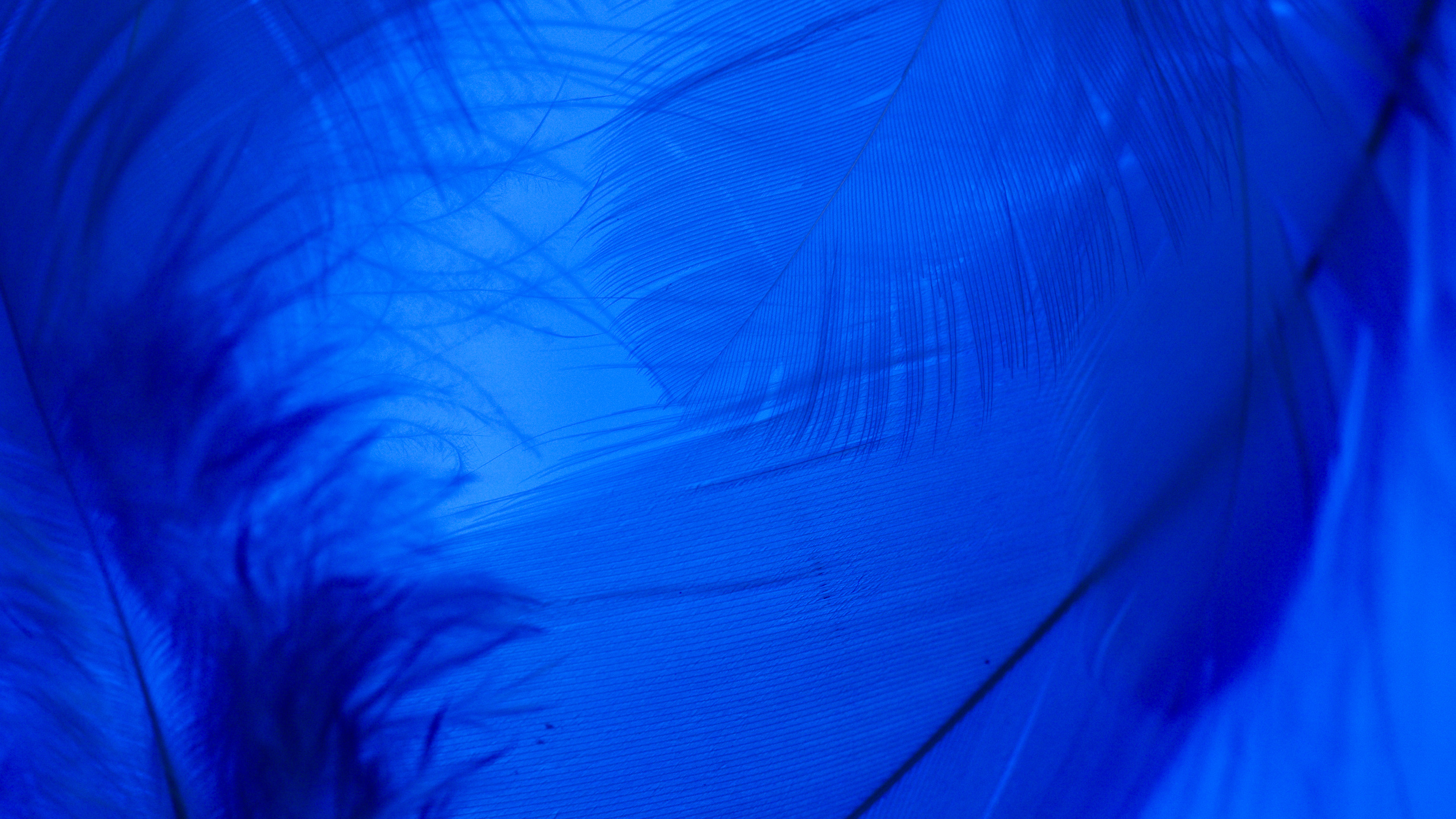 Feathers on the Blue Background